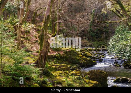 Fiume Shimna che gorgogliano sulle rocce nella foresta di Tollymore County in basso Irlanda del Nord Foto Stock