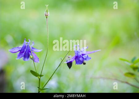 Fiori di Aquilegia vulgaris, è una specie di colonbina originaria dell'Europa anche conosciuta come colonbina europea, colonbina comune, grannys nightcap, Foto Stock