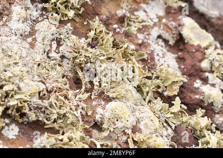 Primo piano di lichene che colonizza la roccia vulcanica rossa di Montaña Amarilla Foto Stock