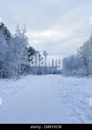 Foresta in inverno, tronchi sottili di alte conifere nella neve. Paesaggio forestale invernale. Foto verticale Foto Stock