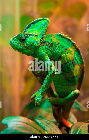 Il camaleonte verde Chamaeleonidae è una famiglia di lucertole che possono cambiare il colore del corpo. Ritratto luminoso di un animale. Lucertola. Foto Stock