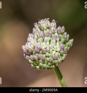 Allium ampeloprasum, porro selvatico a foglia larga Foto Stock