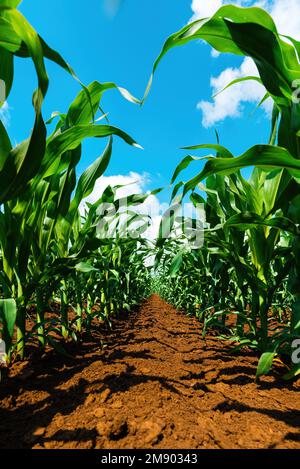 Piante giovani di mais verde piantagione coltivata in un campo coltivato perfettamente pulito piantagione agricola senza erbacce, vista ad angolo basso fuoco selettivo Foto Stock