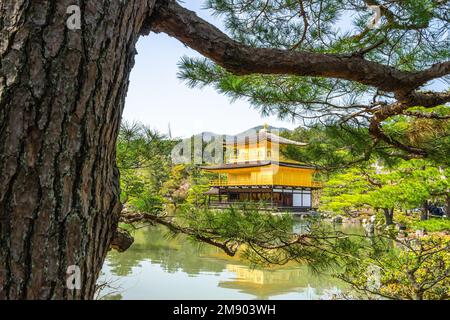 Splendido tempio Kinkaku-ji o padiglione dorato con lo stagno e le piante verdi intorno ai confini di Kyoto, Giappone. Foto Stock