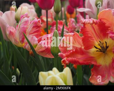 Una chiusura di teste di tulipano dai colori vivaci in un letto che include Tulipa 'Parrot Apricot' e alcuni germogli di tulipano non aperti nell'aspetto paesaggistico Foto Stock