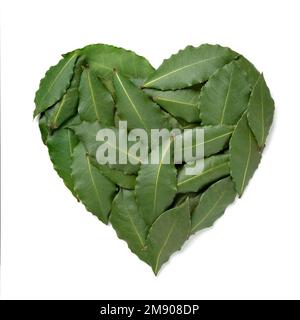Cuore di verde fresco baia foglie primo piano isolato su sfondo bianco Foto Stock