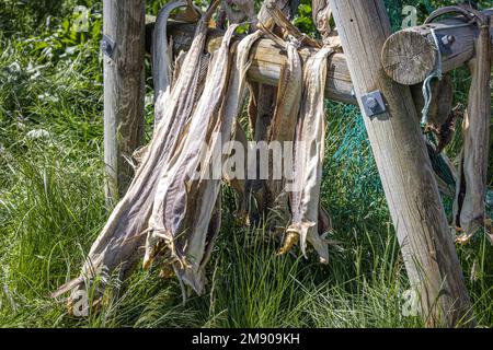 Stock di pesce appeso all'asciutto, Vesteralen, Nordland, Norvegia Foto Stock