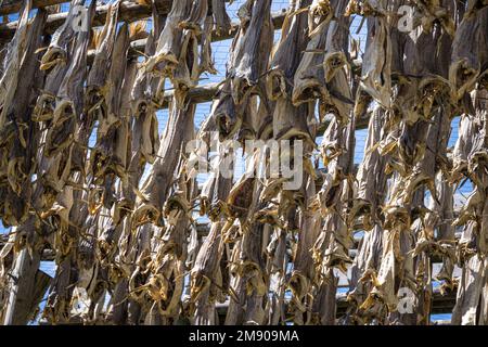 Stock di pesce appeso all'asciutto, Vesteralen, Nordland, Norvegia Foto Stock