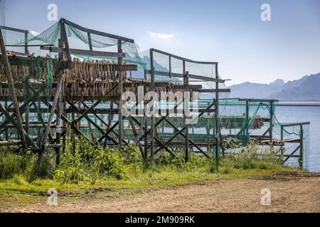 Stock di pesce appeso all'asciutto, Vesteralen, Nordland, Norvegia Foto Stock