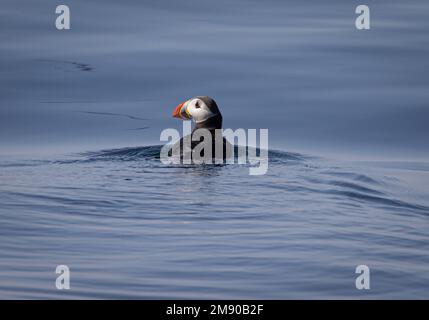 Puffin (Fratercula) nuoto vicino a Bleik, Vesteralen Isole, Nordland, Norvegia Foto Stock