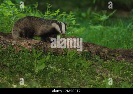 Scrofa lattante, Eurasian Badger (Meles meles), in una riserva naturale nella campagna dell'Herefordshire UK. Maggio 2022 Foto Stock