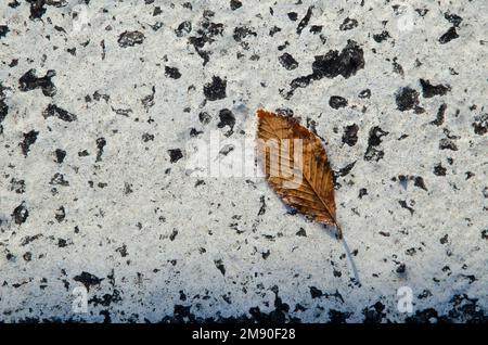 Caduta foglia di faggio giapponese Fagus japonica sulla linea bianca di una strada. Parco Nazionale di Shiretoko. Penisola di Shiretoko. Hokkaido. Giappone. Foto Stock