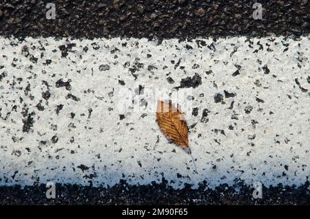 Caduta foglia di faggio giapponese Fagus japonica sulla linea bianca di una strada. Parco Nazionale di Shiretoko. Penisola di Shiretoko. Hokkaido. Giappone. Foto Stock