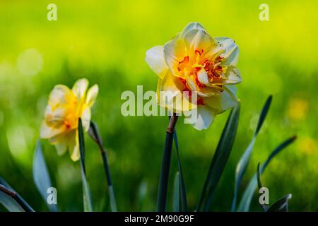 Farcite di daffodils giallo bianco ricci petali isolati su sfondo verde Foto Stock