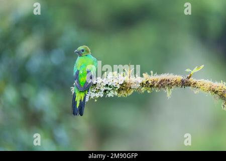 Risplendente Quetzal (Pharomachrus mocinno), femmina arroccata nell'albero della foresta di nubi, Cerro de la Muerte, Costa Rica Foto Stock