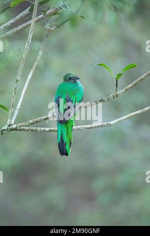 Risplendente Quetzal (Pharomachrus mocinno), femmina arroccata nell'albero della foresta di nubi, Cerro de la Muerte, Costa Rica Foto Stock