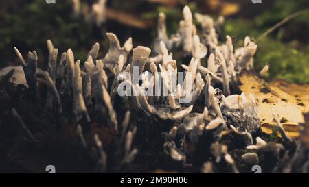 Un primo piano di Xylaria hypoxylon, conosciuto come il fungo del candelabro, il fungo del candelabro, le formiche di carbonio. Foto Stock