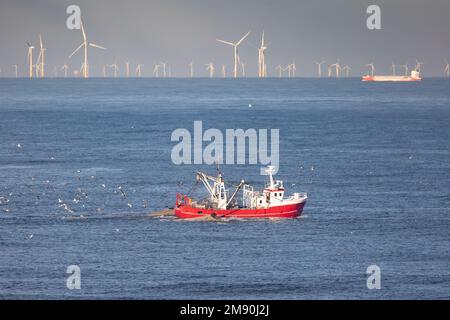 Una taglierina con reti di trascinamento sollevate sul Mare del Nord con turbine eoliche sullo sfondo Foto Stock