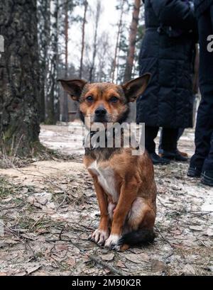 YAHIDNE, UCRAINA - 14 GENNAIO 2023 - Un cane viene raffigurato nel villaggio di Yahidne, nella regione di Chernihiv, nel nord dell'Ucraina. Foto Stock