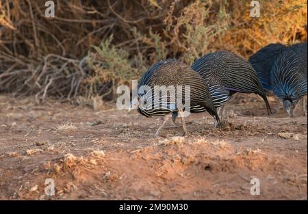 Vulturine guineafowl (Acryllium vulturinum), un piccolo gruppo che foraging per semi e altri alimenti. Foto Stock