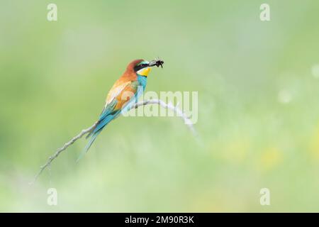 European Bee-eater (Merops apiaster) on perch eating bumble bee, Bratsigovo, Bulgaria Foto Stock