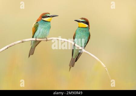 Apice europeo (Merops apiaster), coppia appollaiata vicino alla colonia di nidificazione, Bratsigovo, Bulgaria Foto Stock