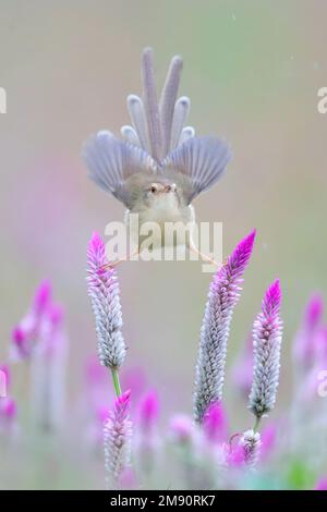 Uccello acrobatico. Taiwan: QUESTE IMMAGINI CARINE mostrano un piccolo strupo che gioca tra i fiori, eseguendo gli spit per attirare l'attenzione. Un'immagine mostra Foto Stock