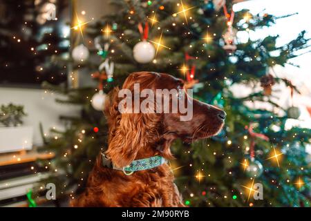 Divertente cute cane cucciolo bordo collie felice anno nuovo e Buon Natale. Il rilassato cane rosso irlandese Setter siede vicino all'albero di Natale. è in attesa di un Foto Stock