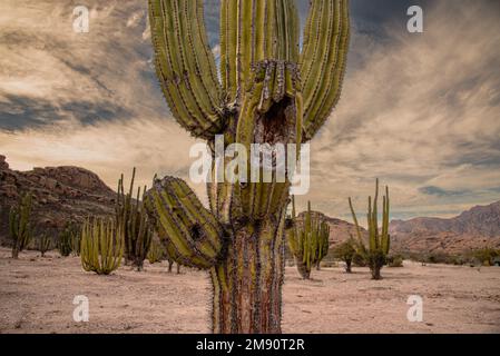 Fine giornata sotto il cielo nuvoloso, una foresta di cactus di cardon maturo, pachycereus pringlei, nel deserto di sonora, a sonora, Messico. Foto Stock