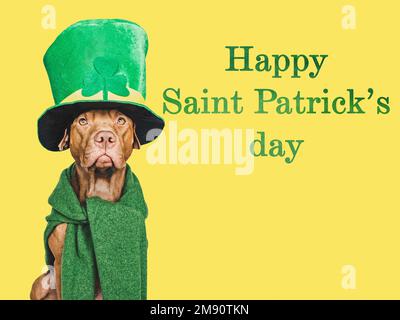 Cucciolo e un cappello verde brillante leprechaun Foto Stock