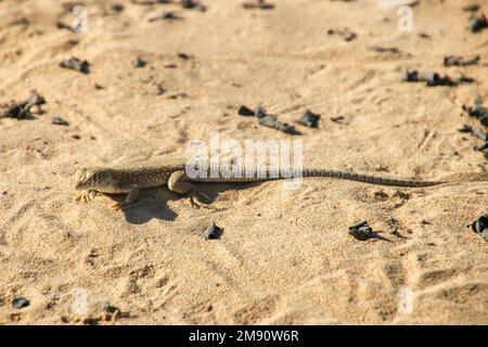 l'agama (Phynocephalus arabicus) è una specie di lucertola di agamide che si trova in Arabia Saudita, Qatar, Emirati Arabi Uniti, Oman, Iran, e. Foto Stock