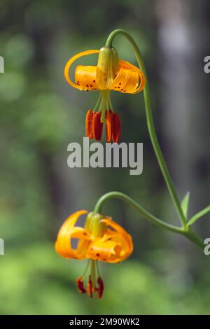 Lilium columbianum è un giglio nativo del Nord America occidentale. È anche conosciuto come il giglio di Columbia, giglio di tigre di Columbia, o semplicemente il giglio di tigre Photogr Foto Stock