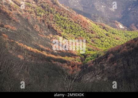 Montagne spagnole con pineta bruciata dopo il fuoco selvatico, Mijas, Malaga, Andalusia, Spagna Foto Stock