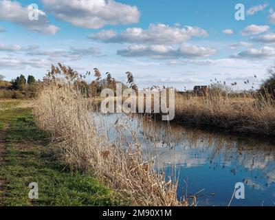 Restaurata sezione del Walsham Nord e Dilham Canal tra Bacton Wood Mill e eBridge nel Nord Norfolk ora ricca di fauna selvatica. Foto Stock