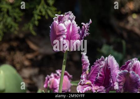 Un tulipano magenta frangiato in primavera che sorge sopra un letto di fiori di tulipano Foto Stock