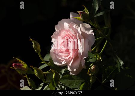 Una rosa pallida è evidenziata dalla luce del sole in un'area profondamente ombreggiata Foto Stock