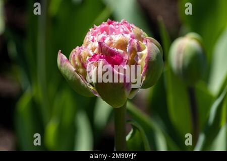 Un tulipano rosa, giallo e verde con bordi frangiati Foto Stock