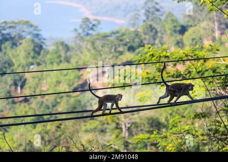 Scimmie che camminano sui fili in Sri Lanka Foto Stock