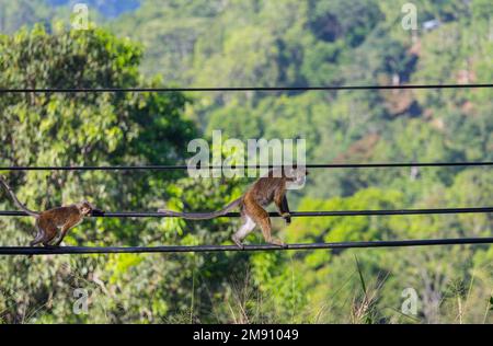 Scimmie che camminano sui fili in Sri Lanka Foto Stock