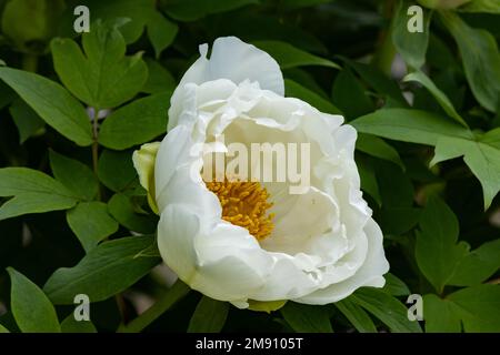 Una grande fioritura bianca di un albero di peonia. Foto Stock