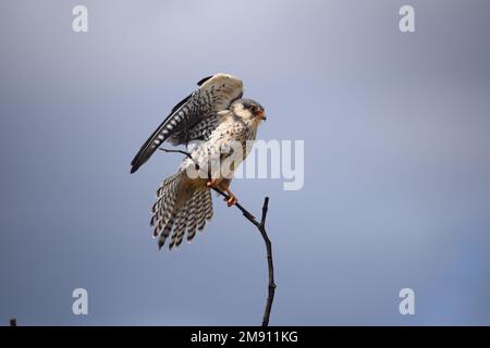 Amur Falcon che vana la coda e sparge lunghe ali in preparazione per un lungo viaggio in Asia dopo la migrazione meridionale al Kruger Park, Sudafrica. Foto Stock