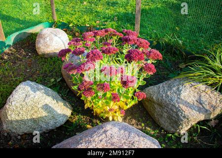 Verde cespuglio di fiori viola e rosa fioritura su un letto di fiori circondato da pietre bianche Foto Stock