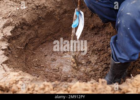 uomo che piantano un albero da frutto nel suo giardino. Foto Stock