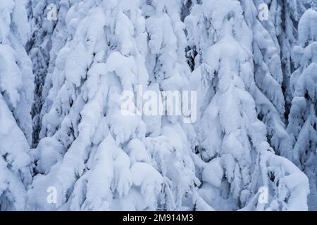 Alberi innevati, primo piano, sfondo . Foto Stock