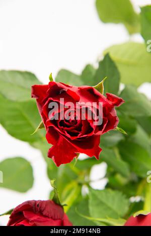 Primo piano di rosa rossa con foglie verdi dall'alto su sfondo bianco. Foto Stock