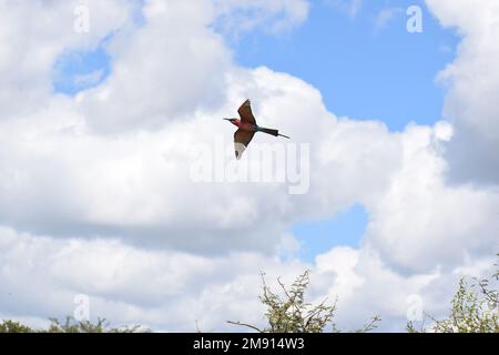 I mangiatori di api mostrano colori vividi. Rapido, spesso in gruppi e raramente ancora a lungo, ma spesso ritorna allo stesso punto di vista. Foto Stock