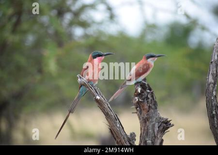 I mangiatori di api mostrano colori vividi. Rapido, spesso in gruppi e raramente ancora a lungo, ma spesso ritorna allo stesso punto di vista. Foto Stock