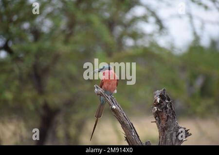 I mangiatori di api mostrano colori vividi. Rapido, spesso in gruppi e raramente ancora a lungo, ma spesso ritorna allo stesso punto di vista. Foto Stock