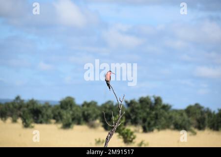 I mangiatori di api mostrano colori vividi. Rapido, spesso in gruppi e raramente ancora a lungo, ma spesso ritorna allo stesso punto di vista. Foto Stock