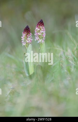 Orchidea bruciata Orchidea rucola due piante fiorite che crescono in erba in primavera. Francia, Europa Foto Stock